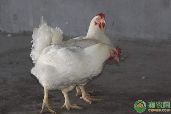 如何做好雞群免疫預(yù)防？肉雞減抗綜合養(yǎng)殖技術(shù)